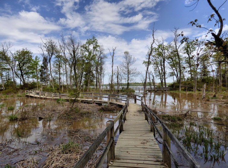 Mason Neck State Park, Virginia, USA